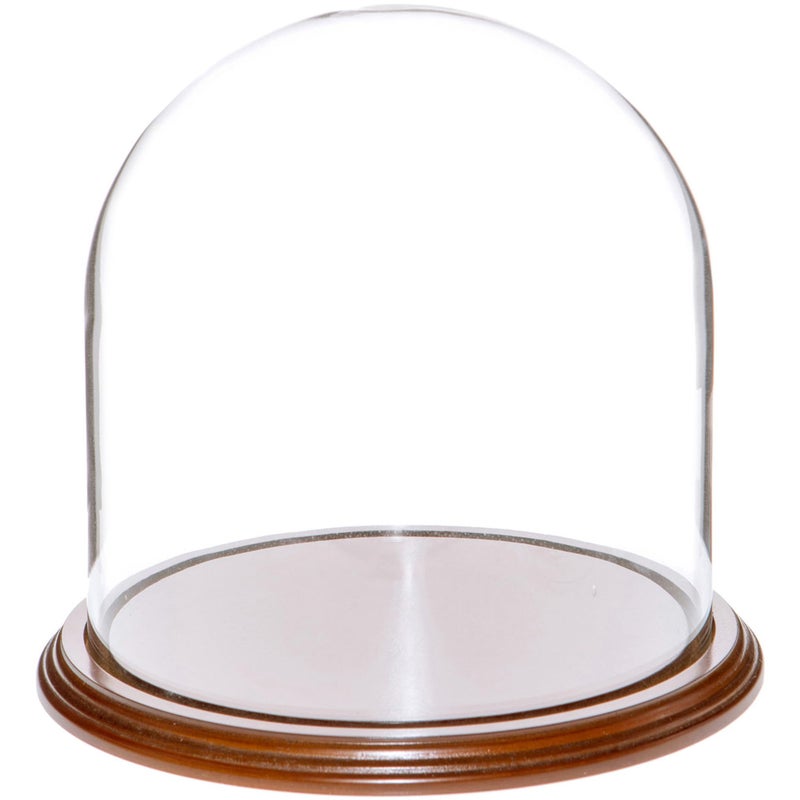 قبة عرض زجاجية بقطر 8" × 8" من بلايمور (قاعدة من قشرة الجوز)